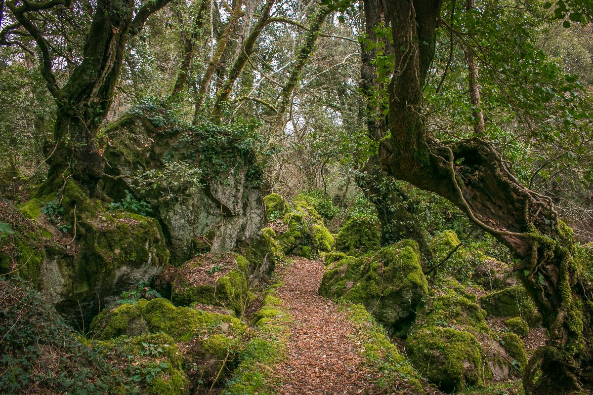 Bosco del Sasseto (4)