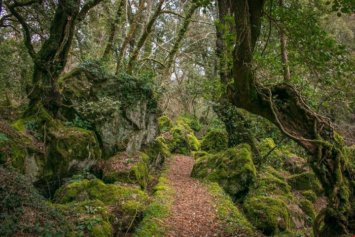 Bosco del Sasseto (4)