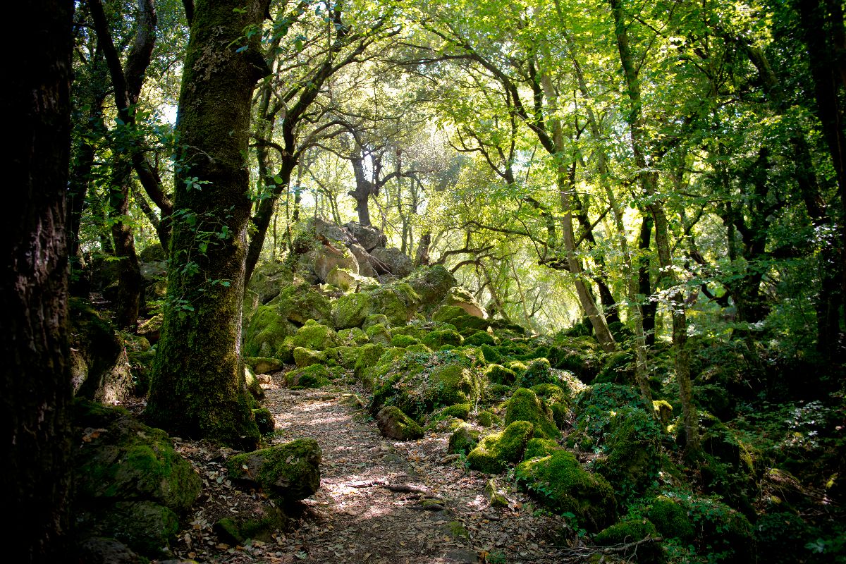 A due passi da Viterbo c'è la foresta di Biancaneve: il sentiero segreto tra massi lavici e alberi secolari