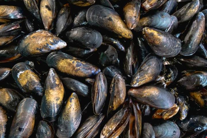 In questa piccola frazione di Ancona si cucina un ingrediente che non esiste in nessun altro posto d'Italia