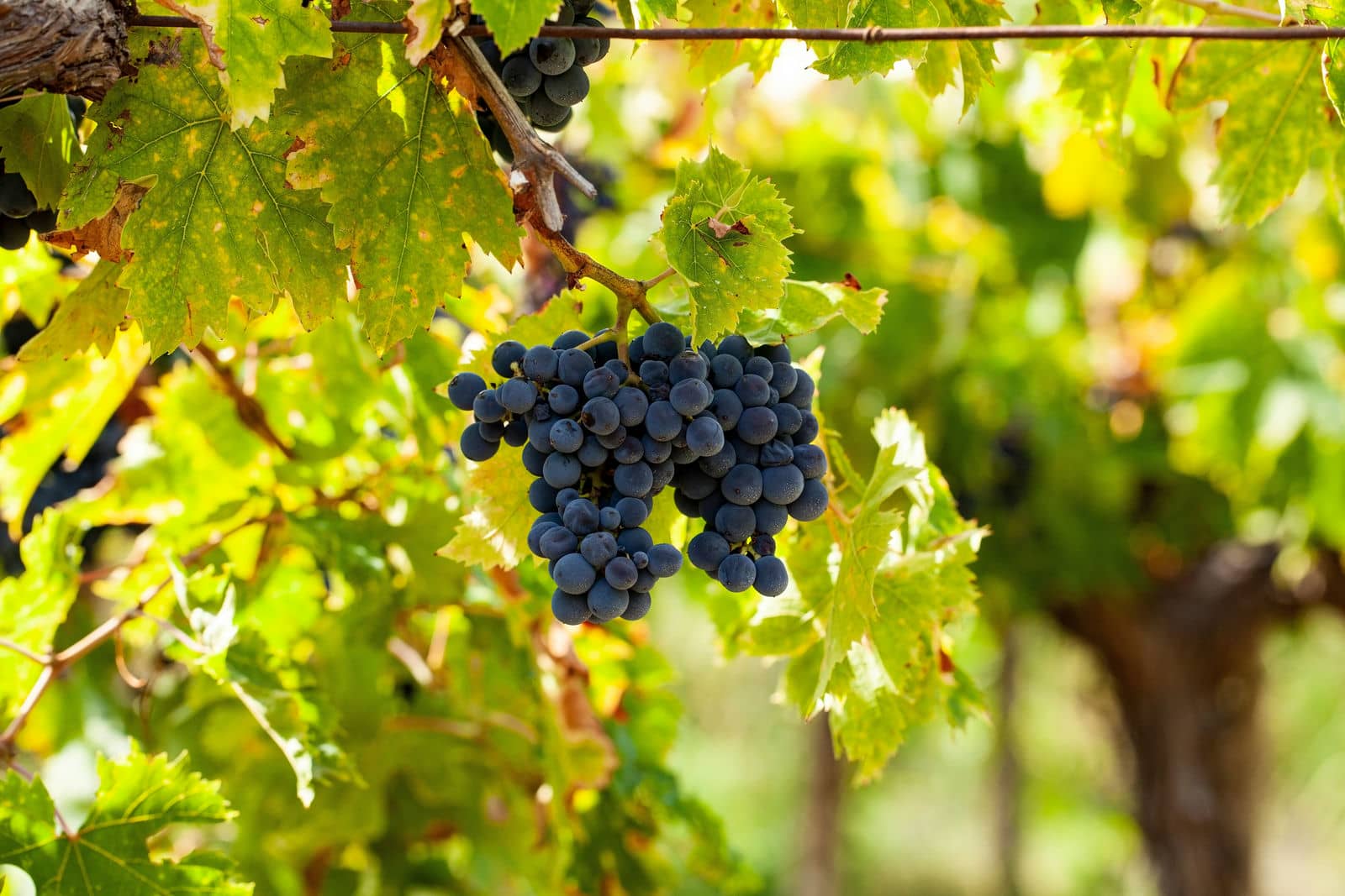 montepulciano abruzzo_2594446541