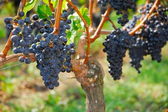  Bordeaux Zagorsky Dmitry - ©Shutterstock Zagorsky Dmitry - ©Shutterstock