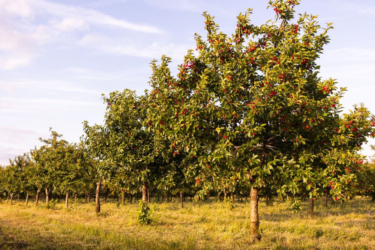 Ha solo 5000 abitanti, eppure questo paesino della Puglia è diventato famoso per un prodotto che tutto il mondo mangia