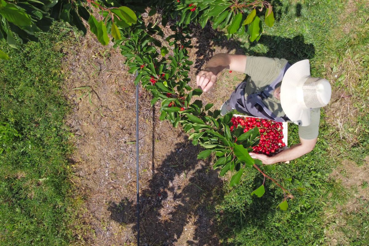 Ha solo 5000 abitanti, eppure questo paesino della Puglia è diventato famoso per un prodotto che tutto il mondo mangia
