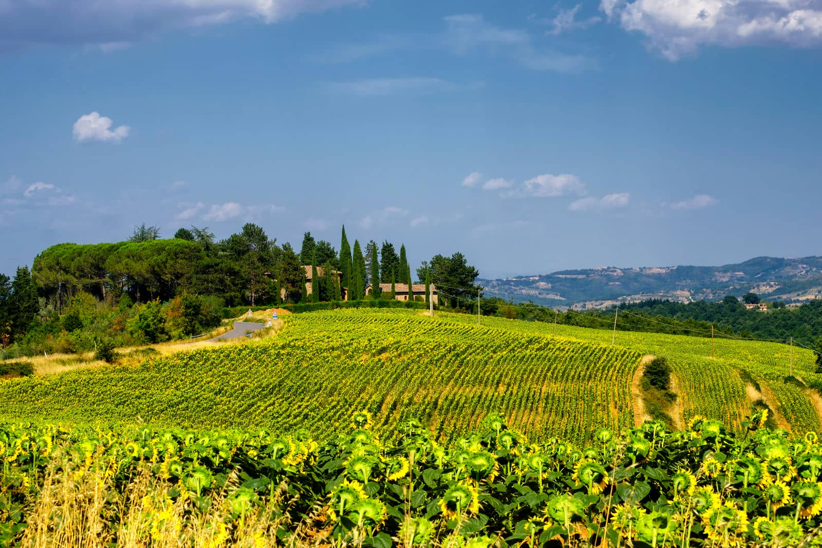 cetona_1028472268