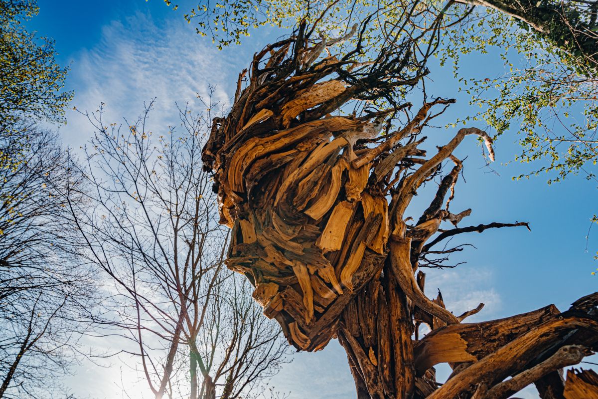Una statua di 4 metri e opere d'arte nascoste nel bosco: a meno di un'ora da Roma c'è il museo a cielo aperto da vedere almeno una volta nella vita