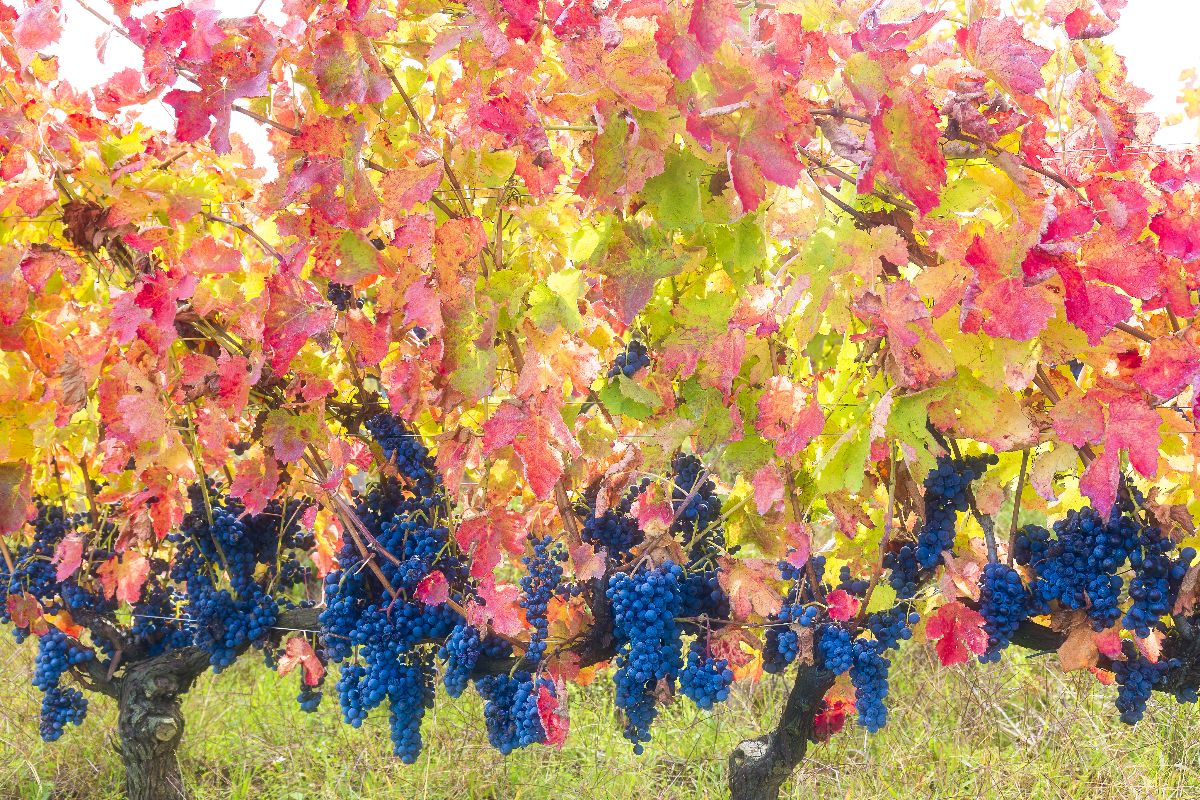 Dentro le sue grotte c'è il miglior vino della regione: hai mai sentito parlare del paese delle Sheshë?