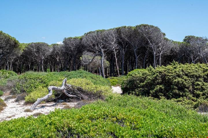Una spiaggia fatta di... chicchi di riso: in Sardegna c'è uno dei lidi più bianchi di tutto il Mediterraneo