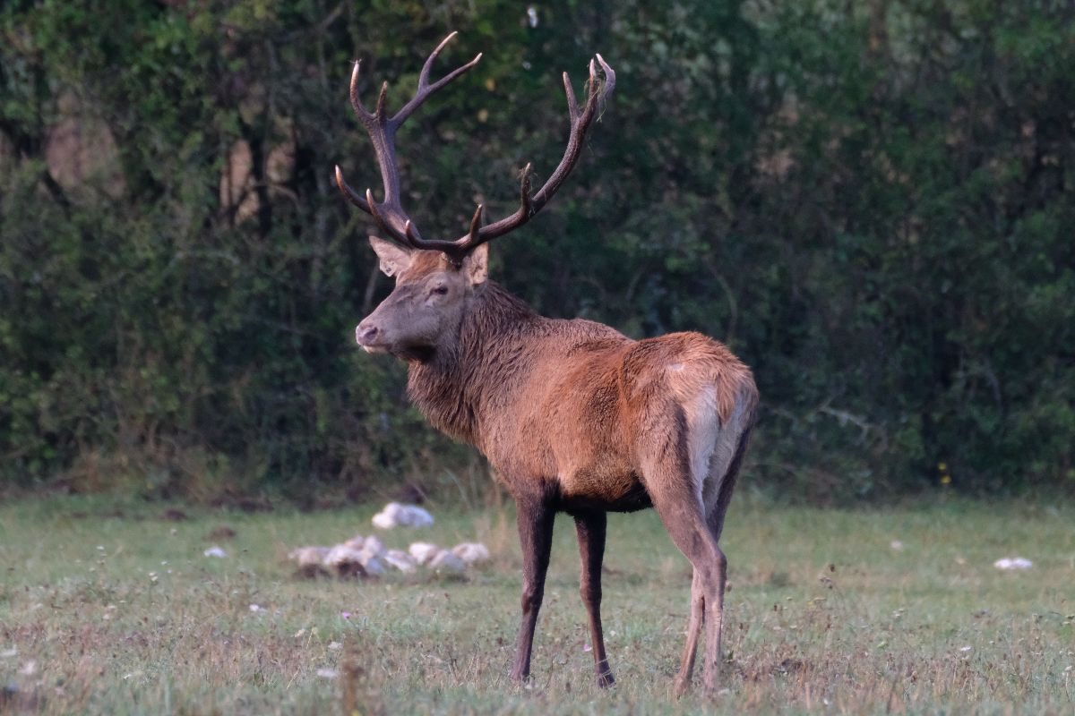 Lo chiamano il Borgo dei cerbiatti, ma non siamo sulle Alpi: questa montagna è più vicina di quanto pensi