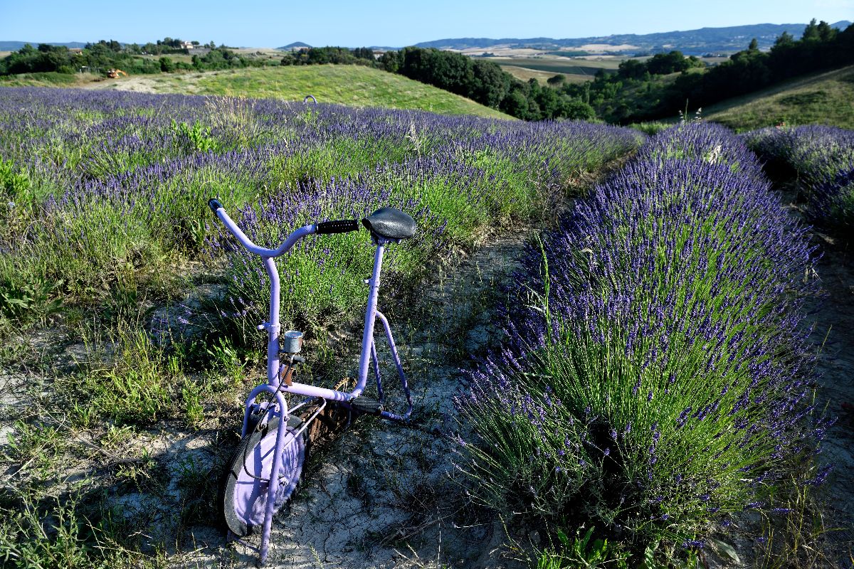Non serve andare in Provenza per vedere la lavanda: queste 5 mete italiane in estate si tingono di viola