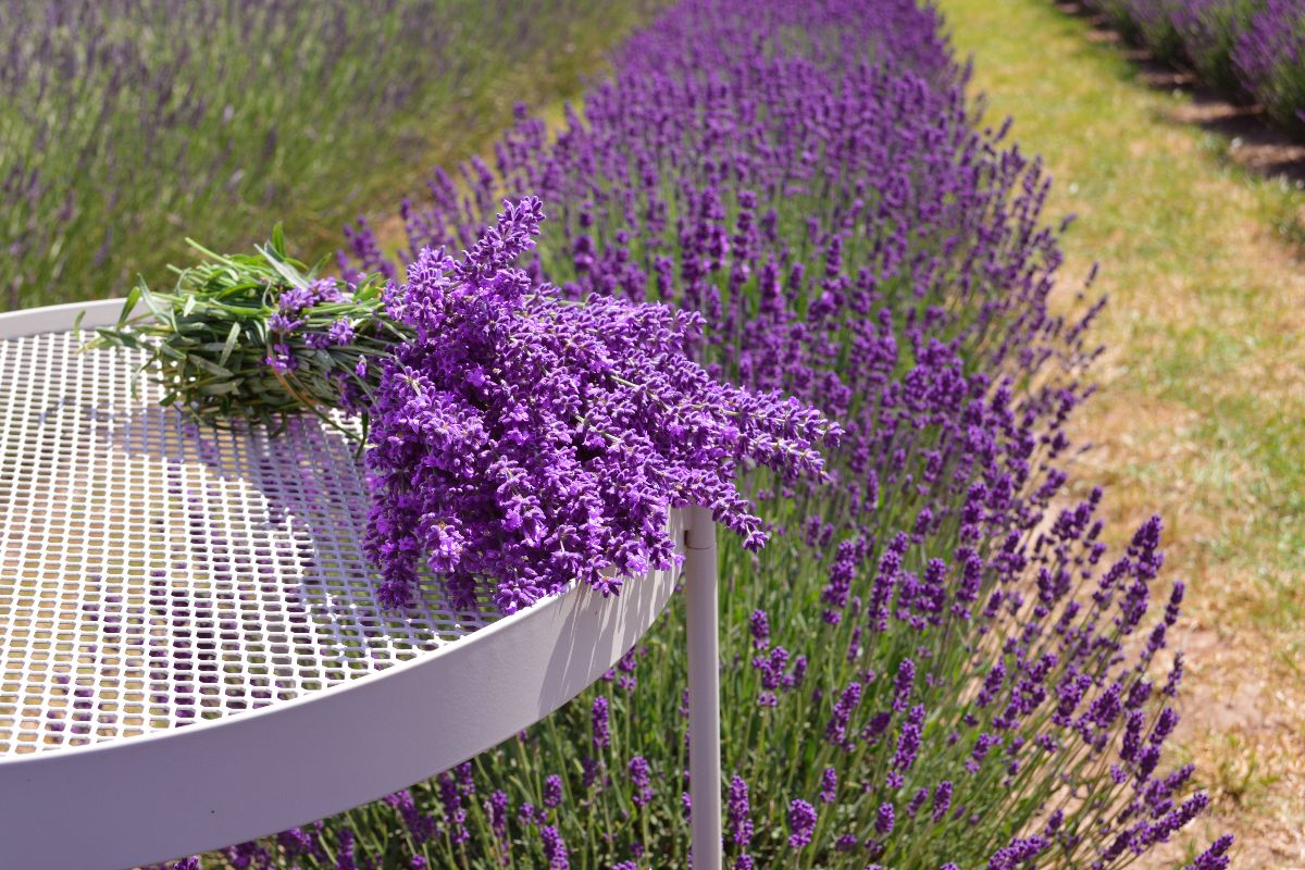 Non serve andare in Provenza per vedere la lavanda: queste 5 mete italiane in estate si tingono di viola