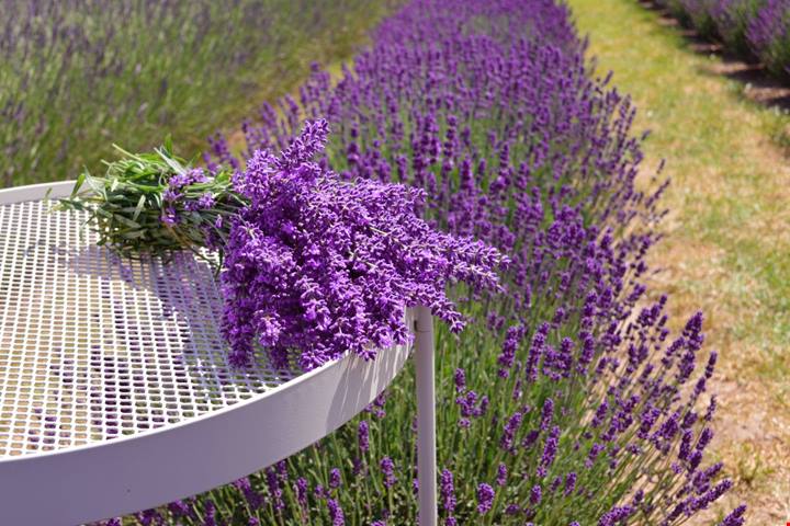 Non serve andare in Provenza per vedere la lavanda: queste 5 mete italiane in estate si tingono di viola