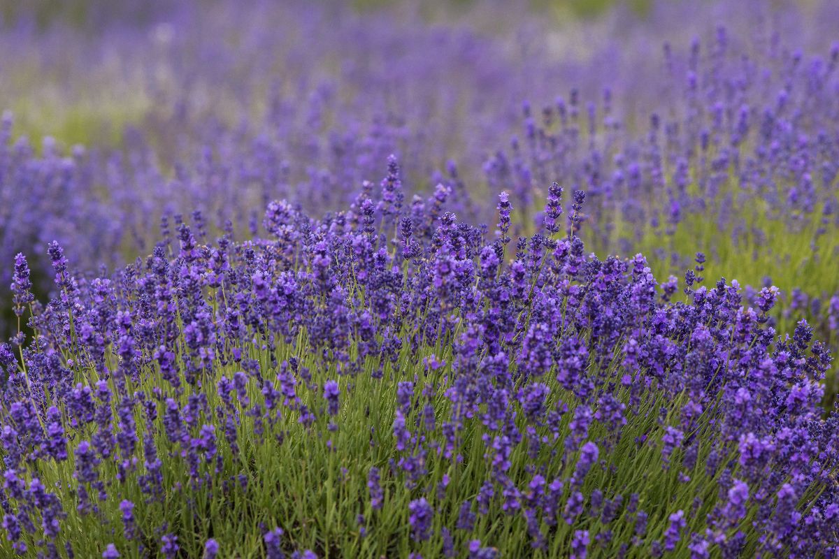 Non serve andare in Provenza per vedere la lavanda: queste 5 mete italiane in estate si tingono di viola