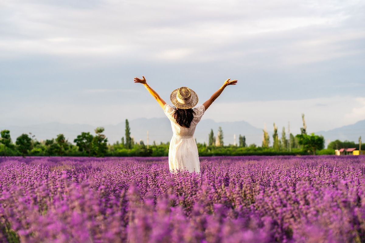Lavanda (5)