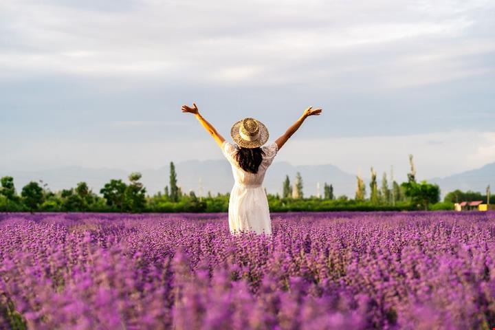 Lavanda (5)