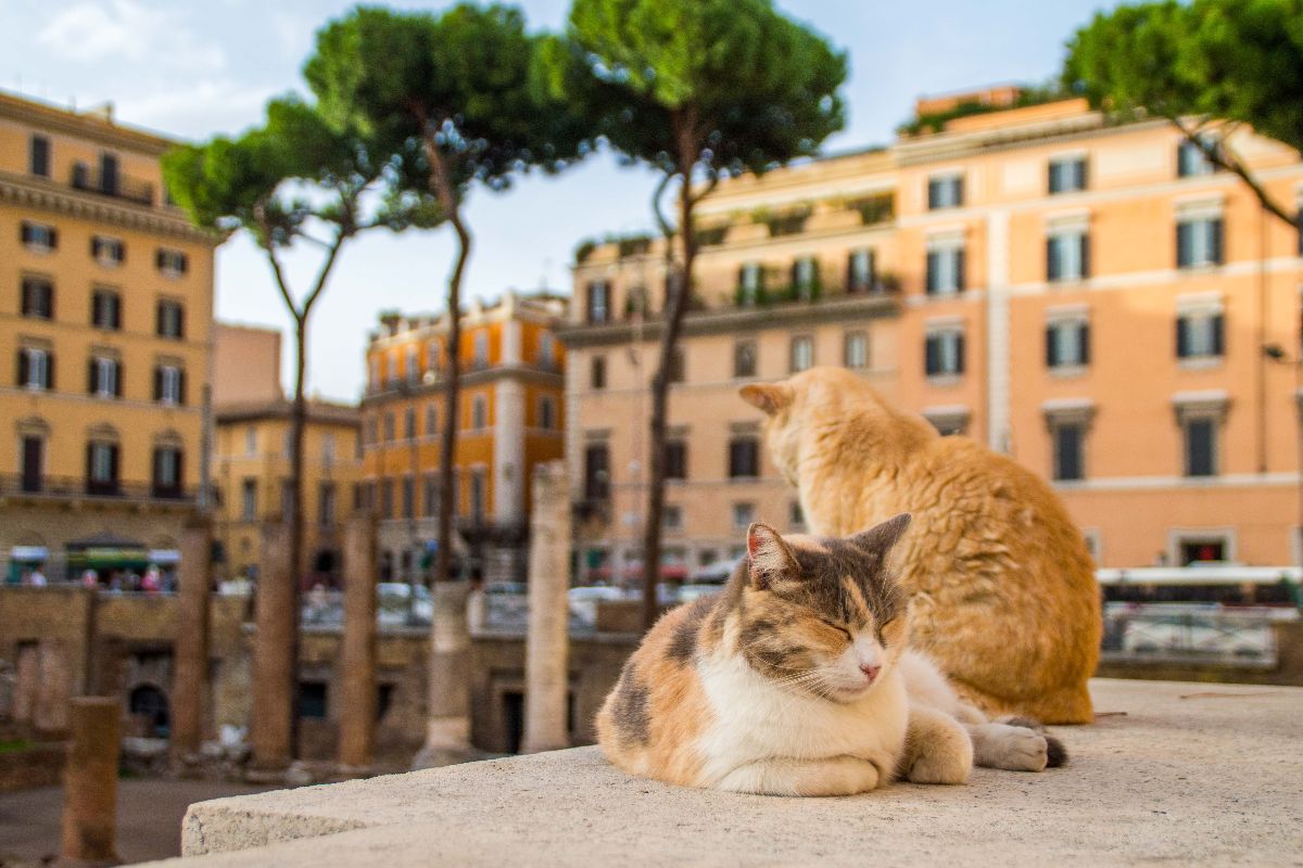 roma-gatti_536153089
