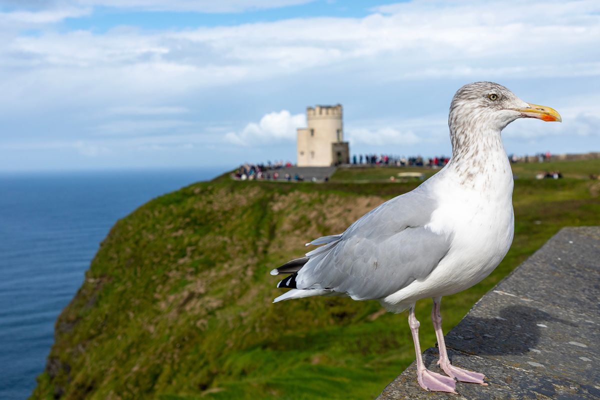 Irlanda, qui il mare si ammira sulle scogliere più famose d'Europa che hanno incantato anche il cinema