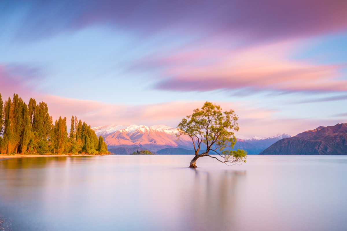 wanaka-tree