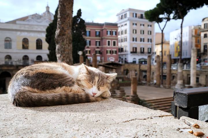 150 gatti sono i custodi del monumento più sottovalutato di Roma: proprio qui venne ucciso Cesare