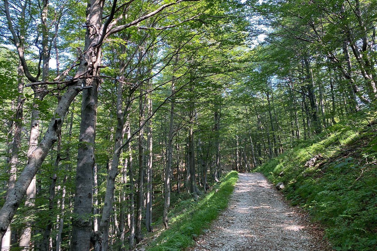 70% di territorio coperto da foreste e il mare che tocca le montagne: il polmone verde d'Europa è più vicino di quanto pensi