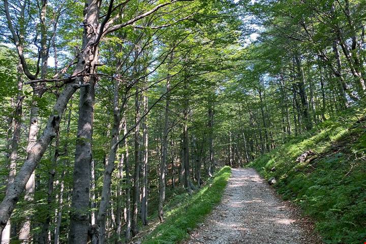 70% di territorio coperto da foreste e il mare che tocca le montagne: il polmone verde d'Europa è più vicino di quanto pensi
