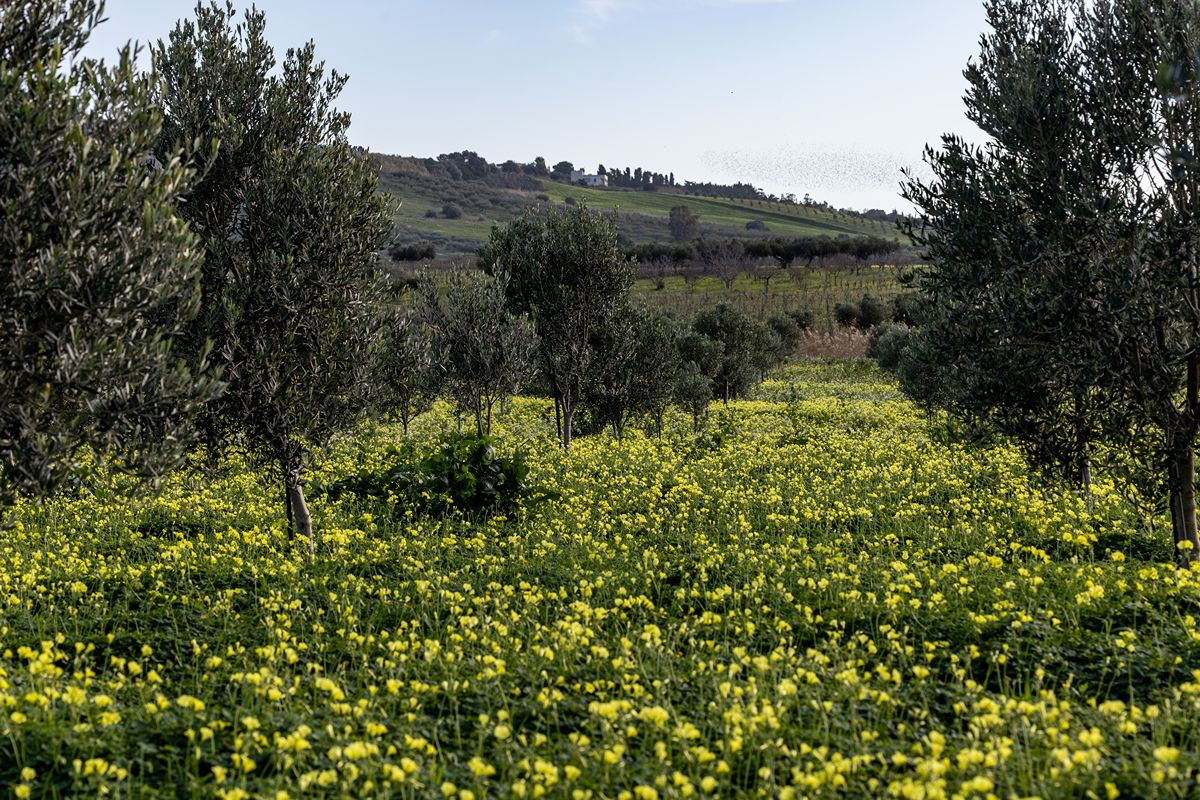 Il paradiso del vino e delle spiagge: in Sicilia c'è una città dove il profumo dell'estate dura tutto l'anno
