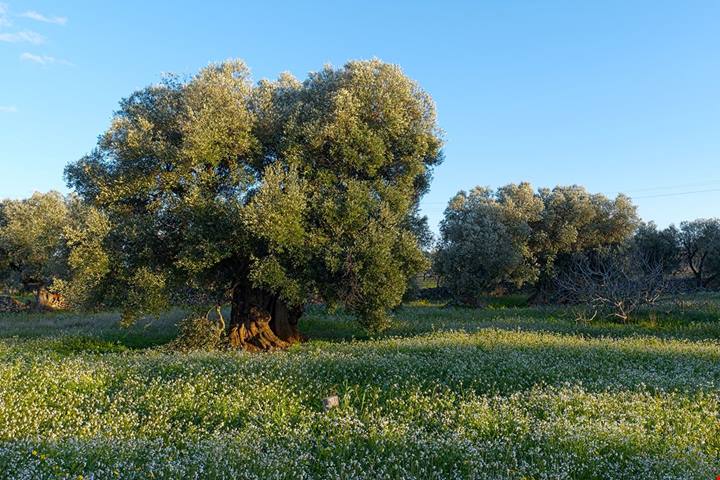 Anche i marchi dell'alta moda hanno scoperto quest'angolo di Puglia: qui si vive bene e si mangia anche meglio