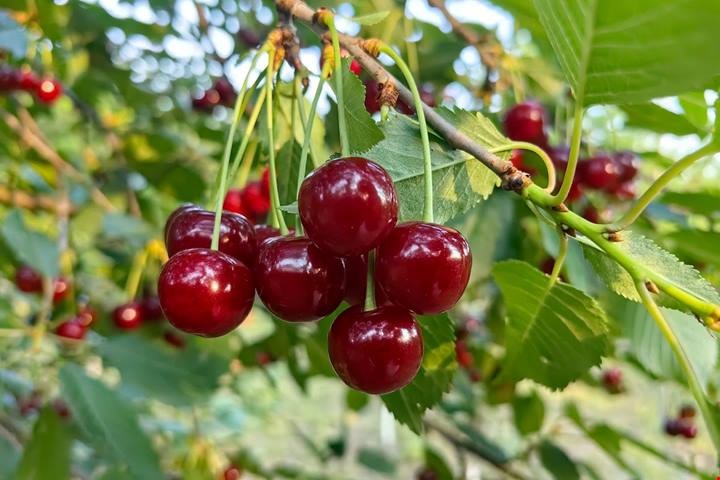 Un antico borgo dall'anima ligure nel cuore del Piemonte: il gioiello medievale celebre per le sue ciliegie Slow Food