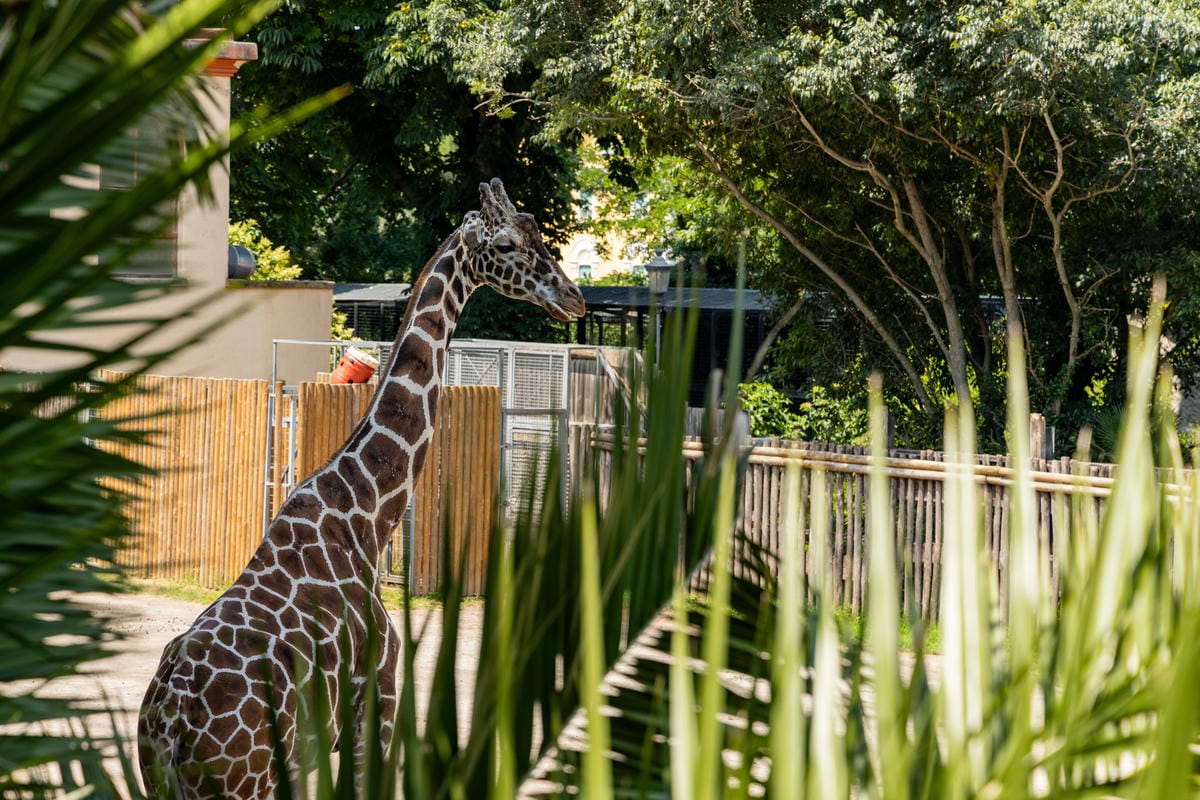 bioparco roma_2320564173