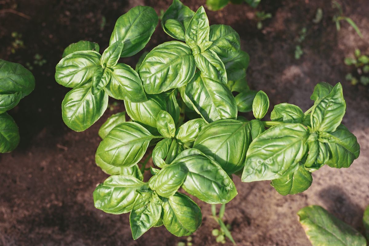 Il vero pesto alla genovese ha bisogno di un ingrediente speciale che nasce solo qui: è un luogo unico (e profumatissimo)