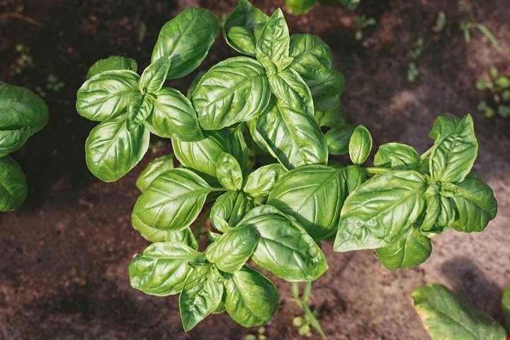 Il vero pesto alla genovese ha bisogno di un ingrediente speciale che nasce solo qui: è un luogo unico (e profumatissimo)