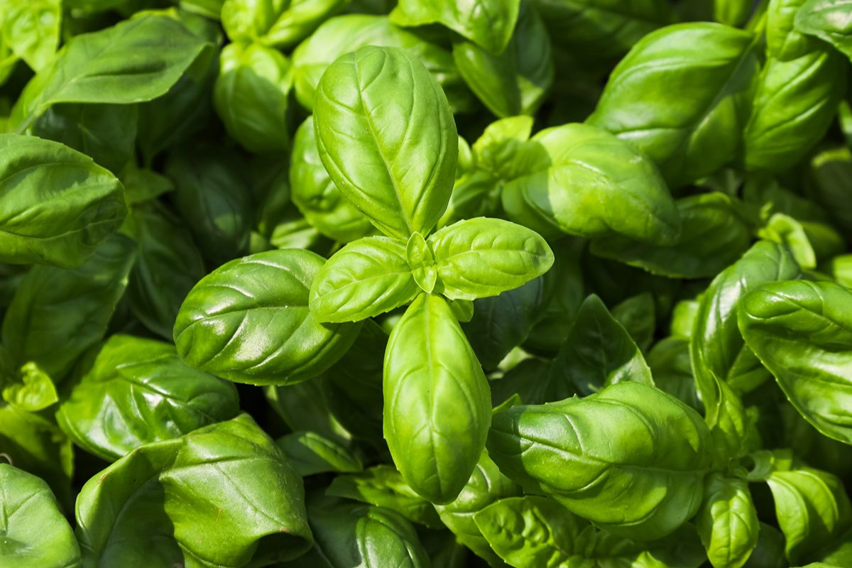Il vero pesto alla genovese ha bisogno di un ingrediente speciale che nasce solo qui: è un luogo unico (e profumatissimo)