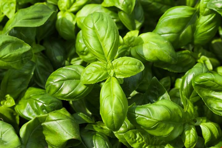 Il vero pesto alla genovese ha bisogno di un ingrediente speciale che nasce solo qui: è un luogo unico (e profumatissimo)