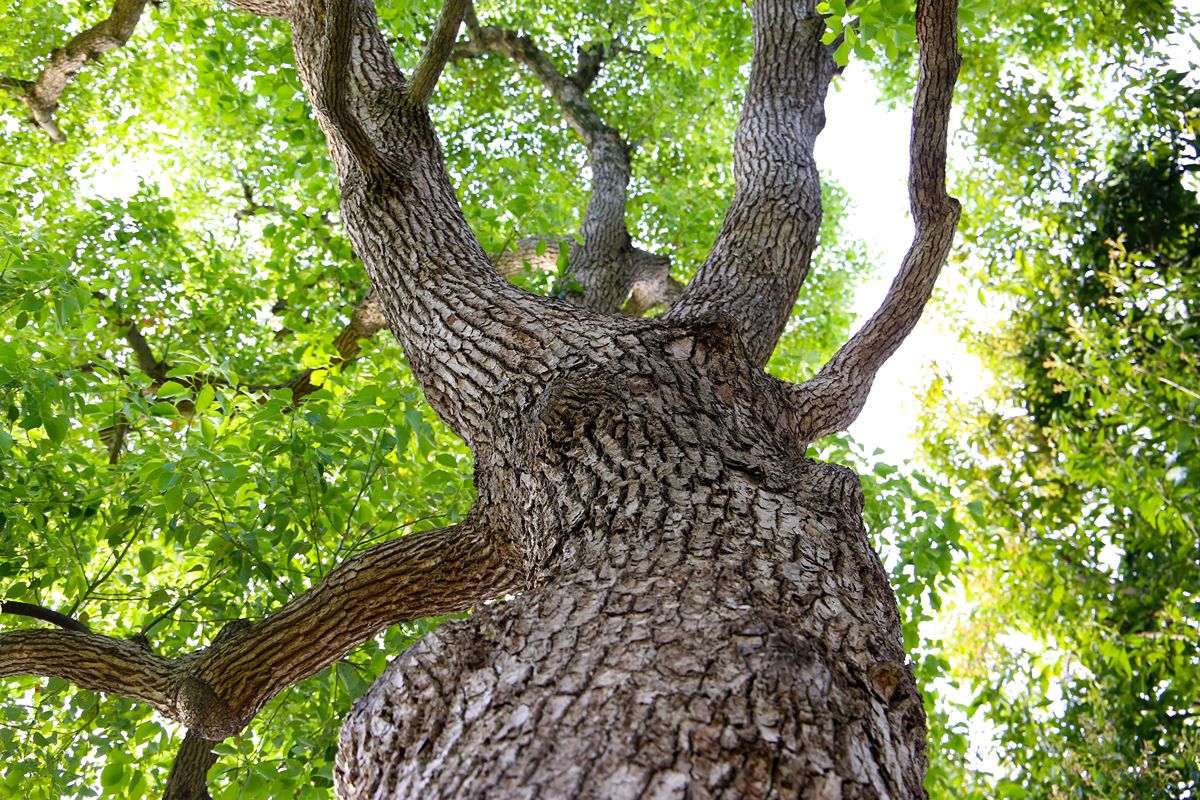 Quercia di Nottoria (1)