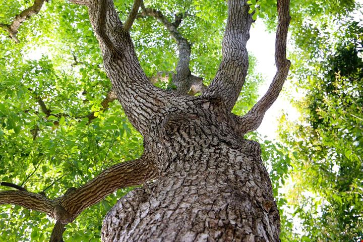 Quercia di Nottoria (1)
