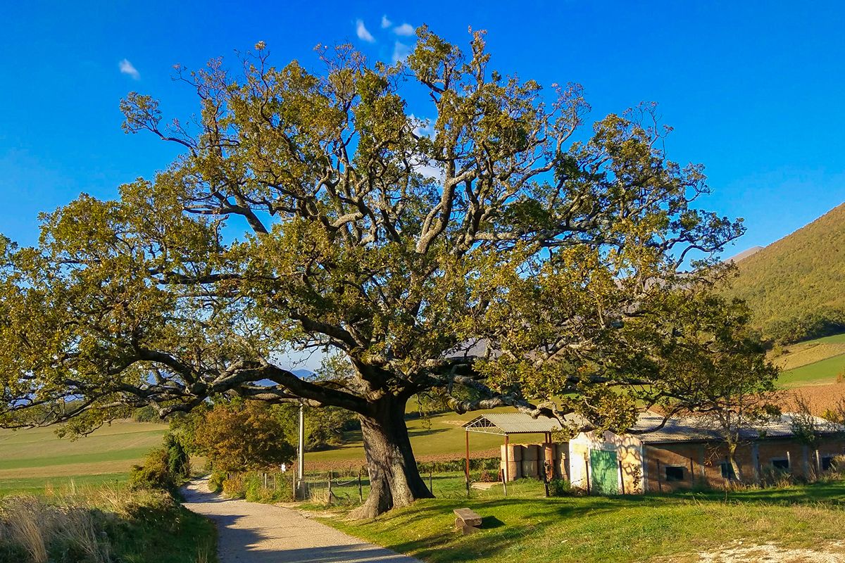 Ha più di 300 anni ed è uno degli alberi più grandi d'Italia: la magia del gigante verde dell'Umbria