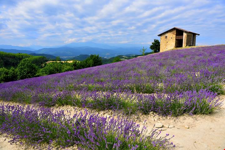 Il paese della lavanda italiana: qui le colline diventano viola e profumano di Provenza