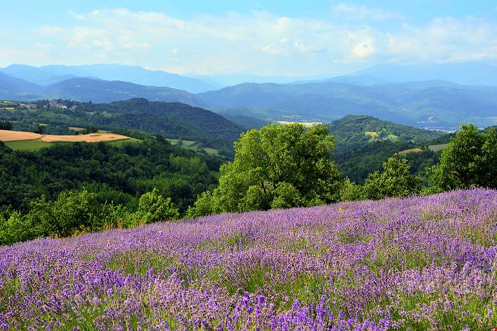 Il paese della lavanda italiana: qui le colline diventano viola e profumano di Provenza