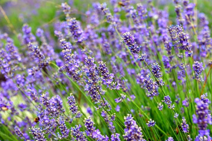 Il paese della lavanda italiana: qui le colline diventano viola e profumano di Provenza