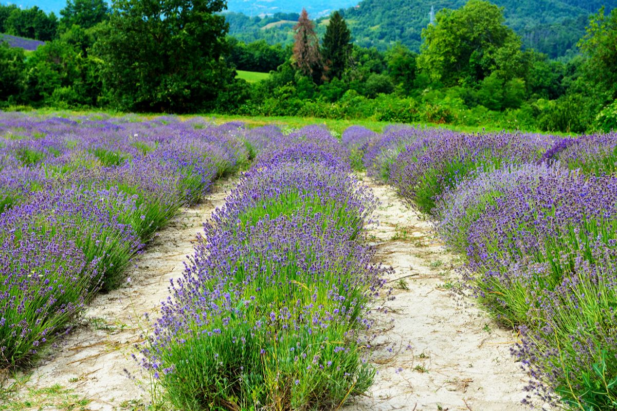 Il paese della lavanda italiana: qui le colline diventano viola e profumano di Provenza