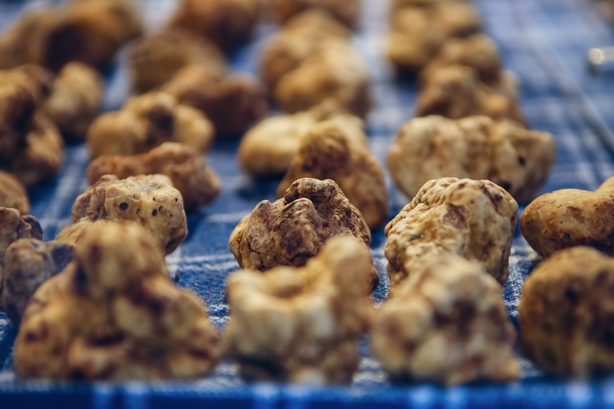 Fiera del Tartufo d'Alba 2026: calendario completo, biglietti ed eventi correlati