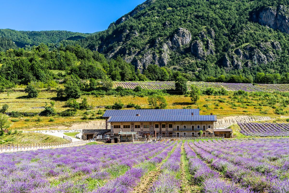 Il borgo della lavanda nascosto tra colline piemontesi: in estate sembra una piccola Provenza