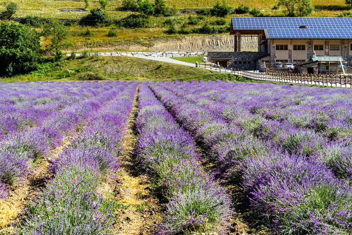 Il borgo della lavanda nascosto tra colline piemontesi: in estate sembra una piccola Provenza