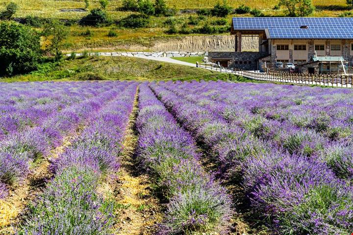 Il borgo della lavanda nascosto tra colline piemontesi: in estate sembra una piccola Provenza