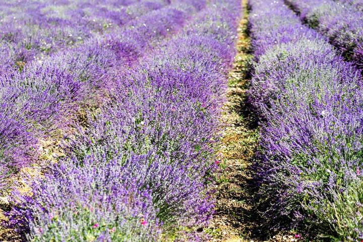 Il borgo della lavanda nascosto tra colline piemontesi: in estate sembra una piccola Provenza