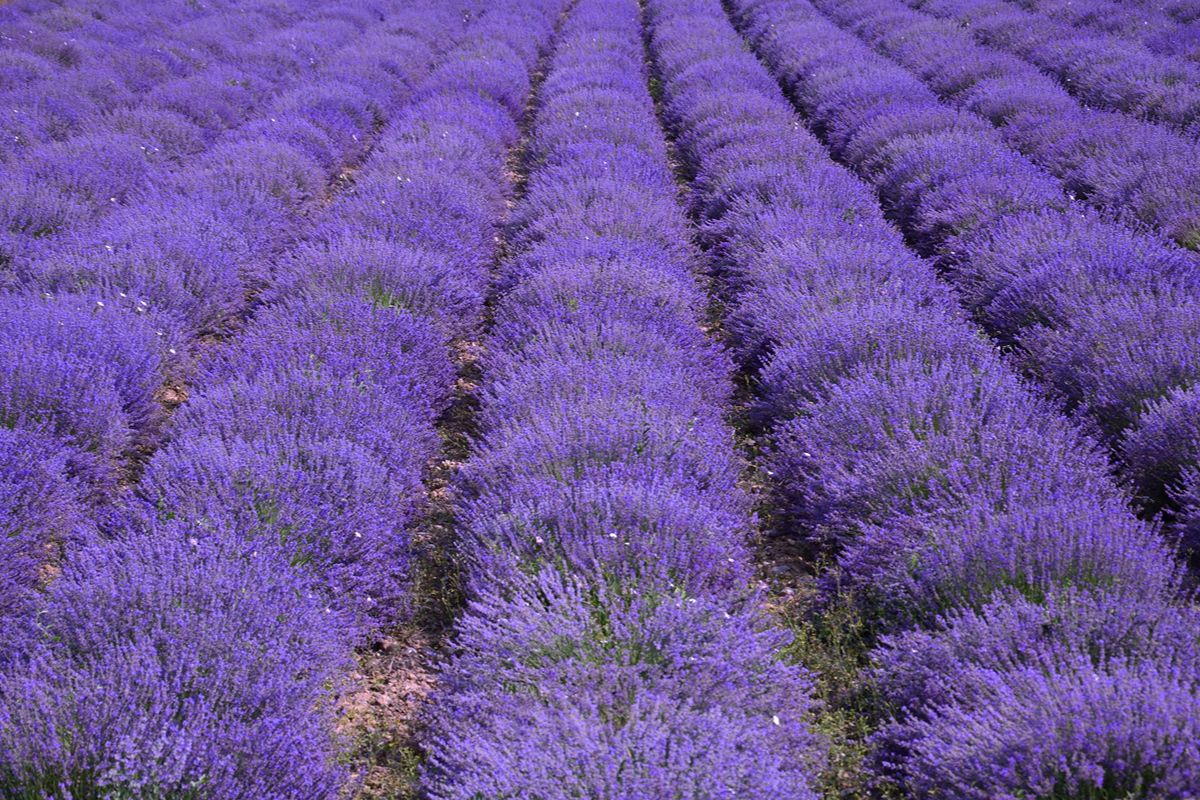 Il borgo della lavanda nascosto tra colline piemontesi: in estate sembra una piccola Provenza