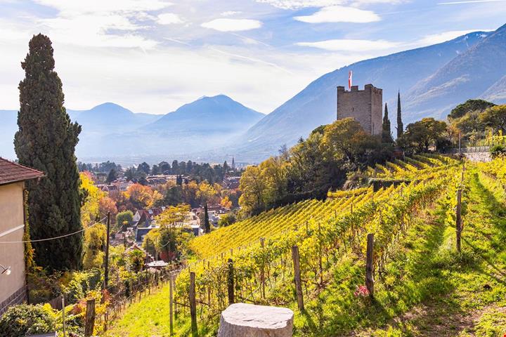 vendemmia-in-italia_2230061913