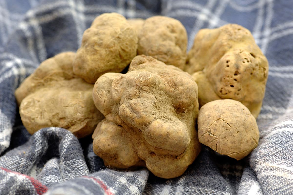 La capitale italiana del tartufo non è quella che ti aspetti: qui si produce (e vende) il miglior fungo d'Italia