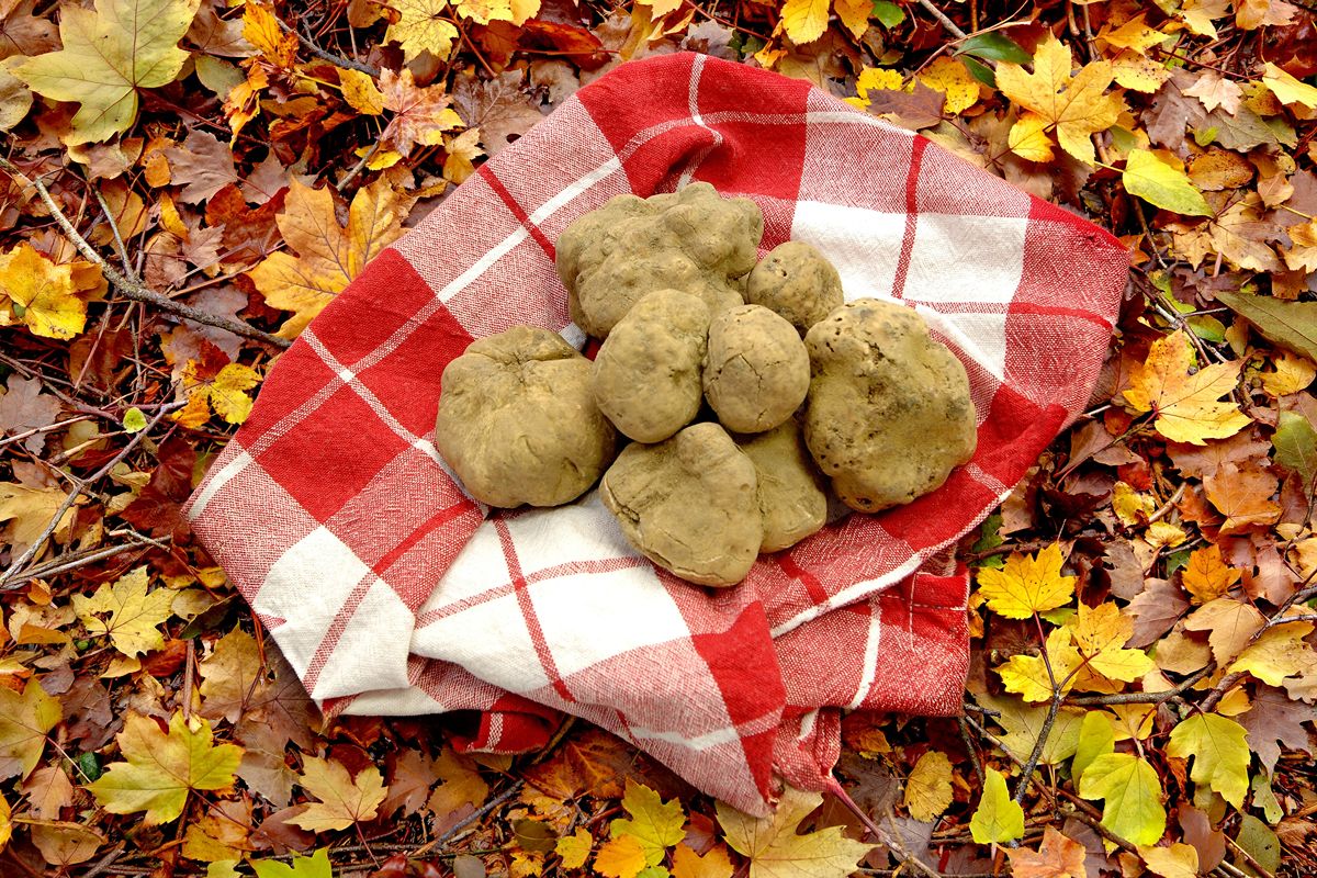 La capitale italiana del tartufo non è quella che ti aspetti: qui si produce (e vende) il miglior fungo d'Italia