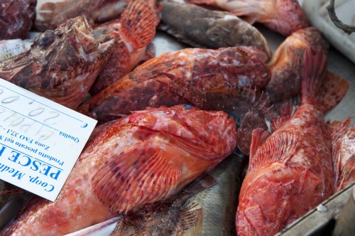 Il pesce